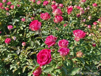 花卉種植的常見(jiàn)問(wèn)題有哪些？應如何解決？