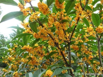 哪個(gè)桂花品種香味濃郁，花期長(cháng)？