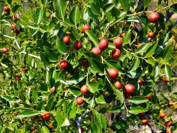 打造酸棗種植園的關(guān)鍵技術(shù)是什么？