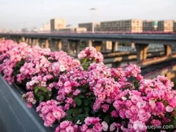 杭州高架月季實(shí)現定期開(kāi)花，是如何進(jìn)行花期調控的？