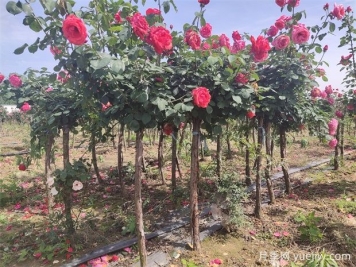 樹(shù)狀月季花開(kāi)一路，建設大美紹興