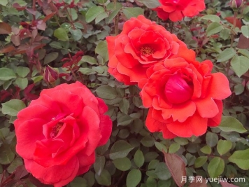 如何讓月季花開(kāi)的更美？按照這個(gè)養護措施
