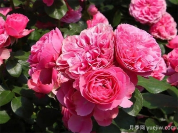 莆田的市花是什么花？