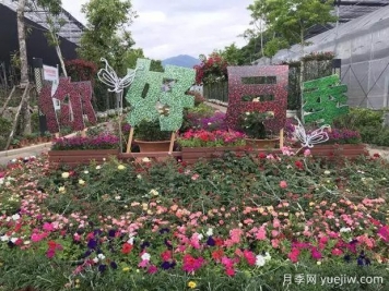 莆田月季市花文化和景觀(guān)圖集