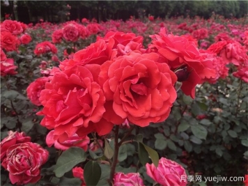 ?寶雞看月季花，就到寶雞植物園