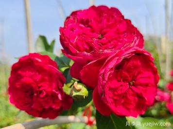 蒂娜月季一年開(kāi)幾次花？蒂娜開(kāi)花周期及病蟲(chóng)害防治技巧