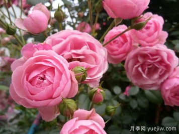 月季花能放在室內養嗎？怎么提高月季抗病蟲(chóng)能力？