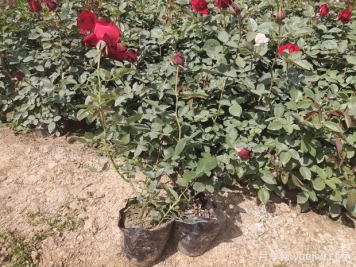 立秋后月季花的養殖要做什么？注意澆水和施肥