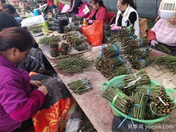 月季嫁接之T型芽接，成活率高，愈合效果好！
