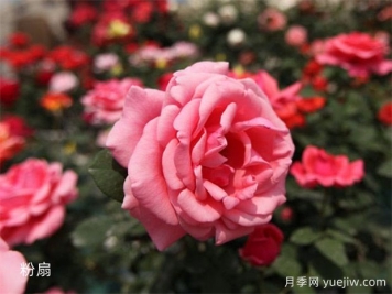 早春給月季澆水的正確方法，做錯了影響生長(cháng)開(kāi)花