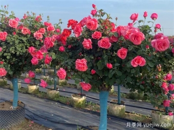 內鄉縣七里坪鄉：月季產(chǎn)業(yè)成為“致富花”