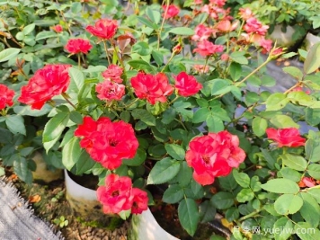 如何正確養護月季花小苗？月季小苗種植和施肥技巧