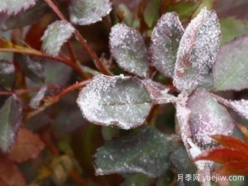 月季病害識別與治療，黑斑病白粉病銹病全解析