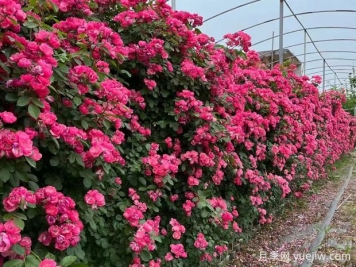藤本月季葉子枯萎的怎么辦？做好光照、澆水、施肥和病害管理