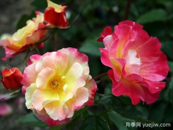 雅各布的長(cháng)袍月季
