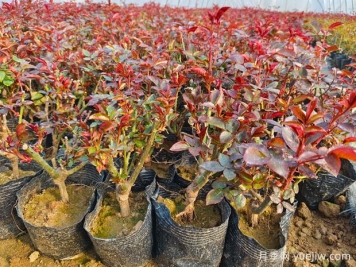 一朵月季花種出大產(chǎn)業(yè)，春節期間南陽(yáng)石橋鎮靜候花開(kāi)