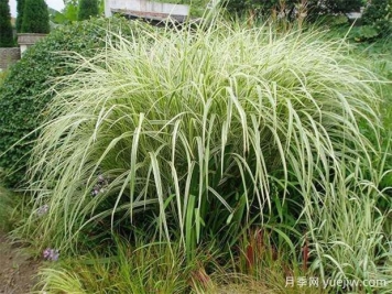 芒草類(lèi)觀(guān)賞草介紹
