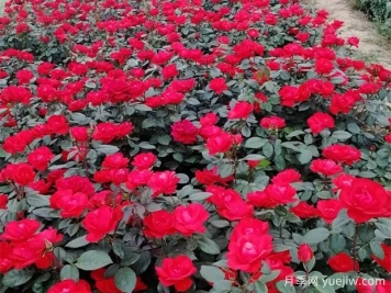 豐花地被北京紅月季，園林綠化廣泛用