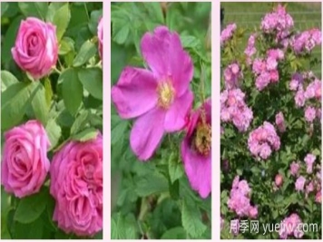輕松區分月季、玫瑰和薔薇ROSE三姐妹，不再迷茫于愛(ài)情花海