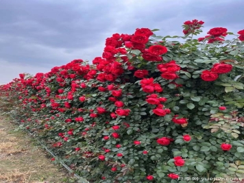 紅色歐月蒂娜月季網(wǎng)片打造安徽花墻景觀(guān)