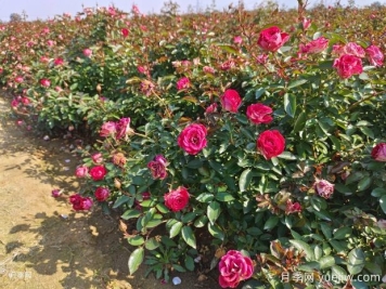 月季的求救信號，病害防治好養護