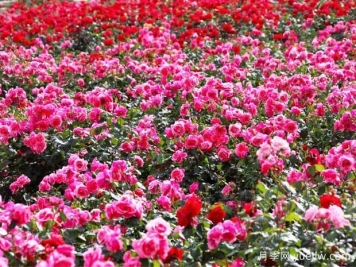 綿陽(yáng)月季扮靚城市，市花嬌艷綻放成美景