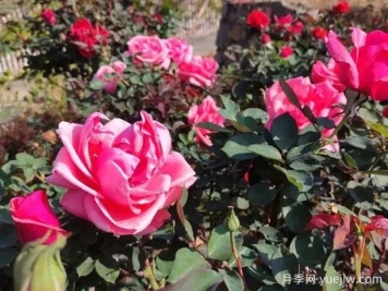 攀枝花月季應用和景觀(guān)圖集
