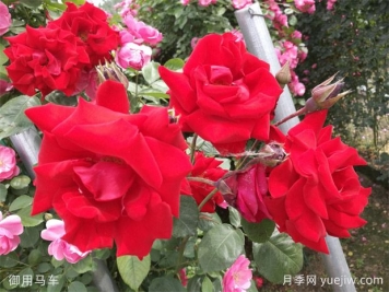 大紅色長(cháng)得快，快速成花墻花海，就是御用馬車(chē)月季