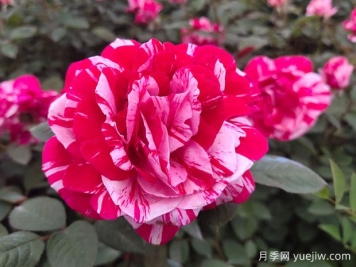 給老婆買(mǎi)什么玫瑰比較好？