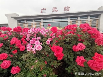 廣元月季應用和景觀(guān)圖集