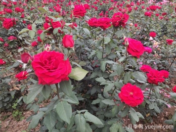 德陽(yáng)市花月季擴大種植，打造城市綠化風(fēng)景線(xiàn)