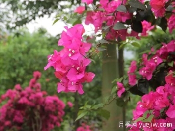 簕杜鵑和三角梅有什么區別？