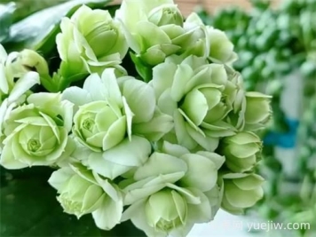 長(cháng)壽花十大名貴品種是哪些？