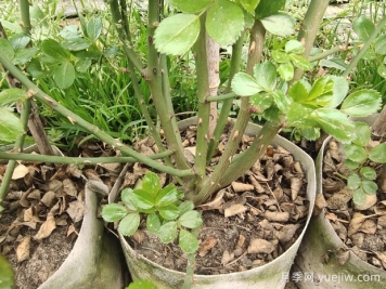 如何判斷月季休眠？如何修剪讓花開(kāi)更多