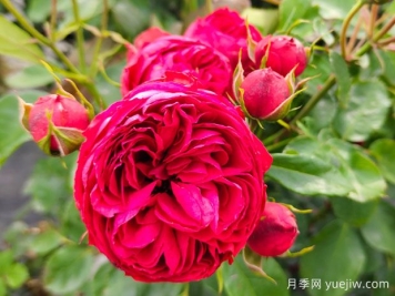 玫瑰花的花語(yǔ)及朵數含義