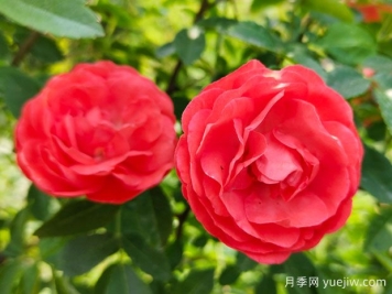 木香花，紅黃橙白木香，爬藤界的鼻祖