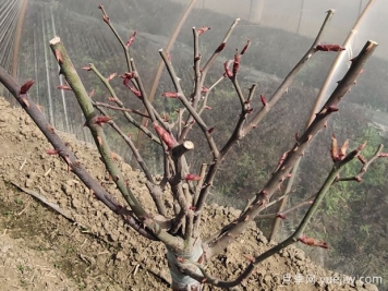 光桿月季怎么發(fā)芽快？