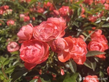 如何給月季花施肥？
