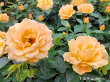 月季花的傳說(shuō)和各種顏色代表的花語(yǔ)