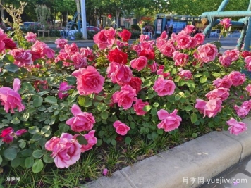 月季花為什么越開(kāi)越小甚至不開(kāi)花？