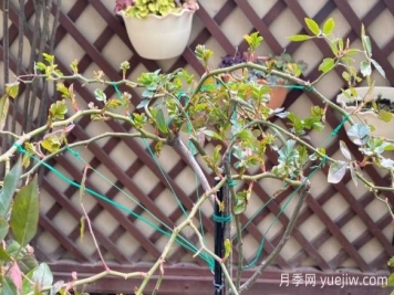 養月季要橫拉，萌芽多變成開(kāi)花機器