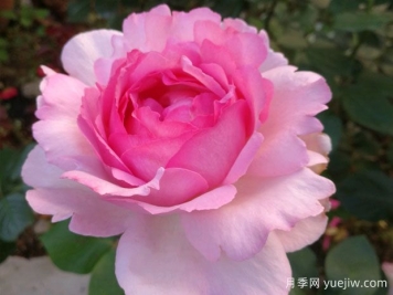 伊芙系列月季，花大濃香多季開(kāi)花的月季