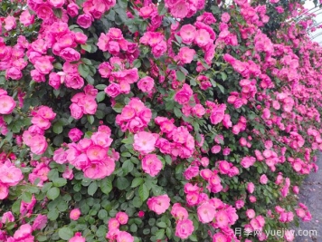 打造月季花墻就用這15種藤本月季，花開(kāi)成風(fēng)景線(xiàn)