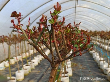 如何科學(xué)的進(jìn)行月季抹芽？