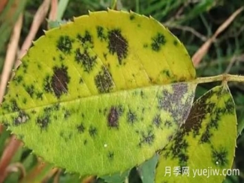月季黑斑病如何根治？有什么藥治？