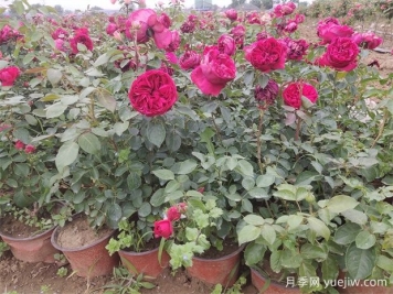 月季花的葉子究竟長(cháng)什么樣？