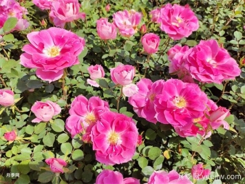 月季花不好養！那是因為你沒(méi)有掌握這幾個(gè)方法