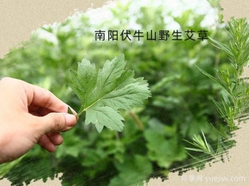 南陽(yáng)艾及其利用