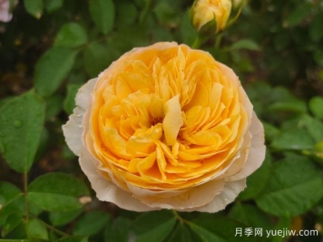 從花園到花瓶，盤(pán)點(diǎn)10個(gè)顏值超高的切花月季