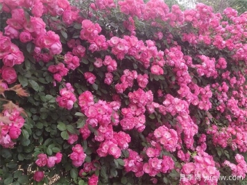 月季花開(kāi)：美了小城，醉了路人